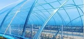 Greenhouse film for protected crop covering