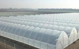Greenhouse growing environment