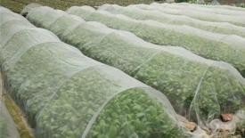Insect netting crop protection application for agricultural projects