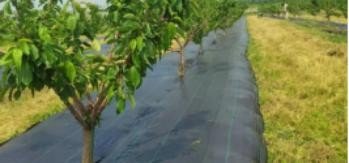 Orchard growing environment